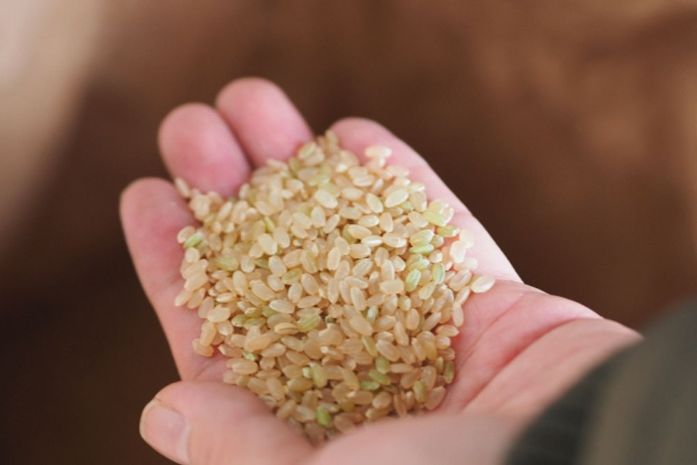 安心安全の特別栽培米　新米ミルキークイーン